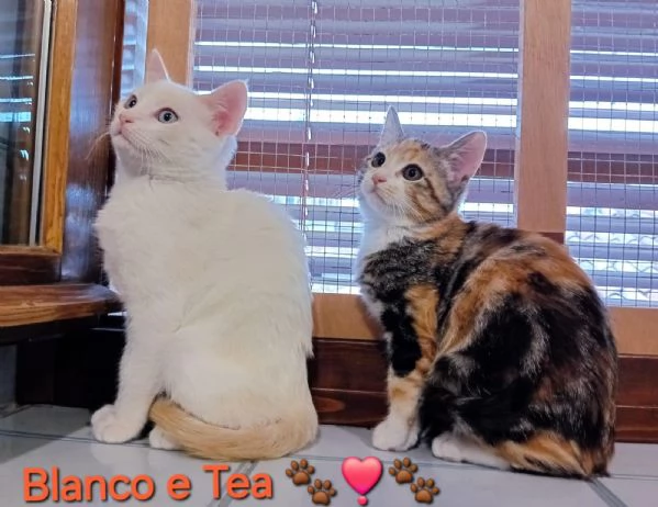 Blanco e Tea, due bellissimi micini aspettano una famiglia