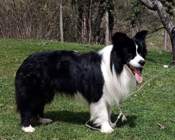 cuccioli Border Collie | Foto 5