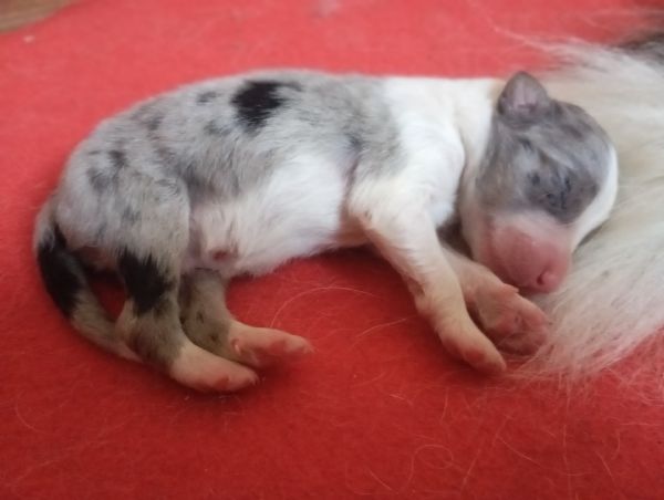 cuccioli Border Collie | Foto 2