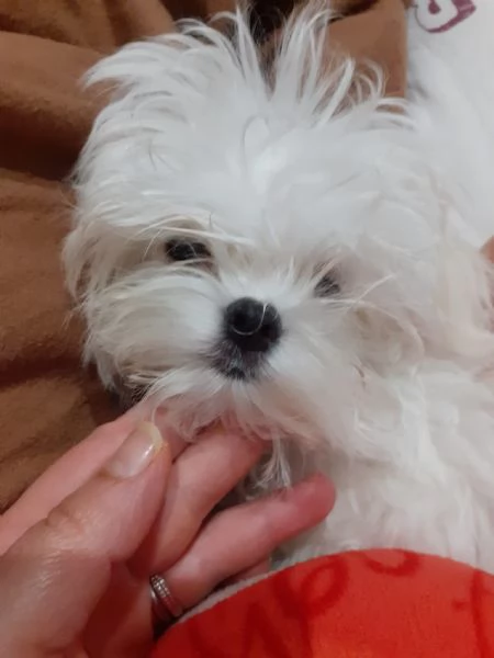 cuccioli maltese coreano | Foto 1