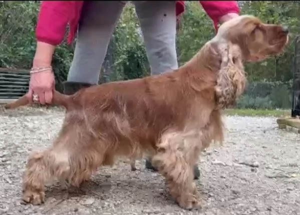 Cucciolata COCKER SPANIEL PRENOTABILE | Foto 3