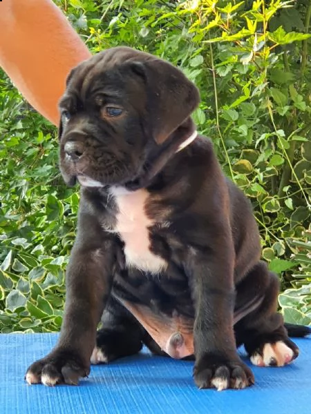 Bellissimi Cuccioli Di Cane Corso