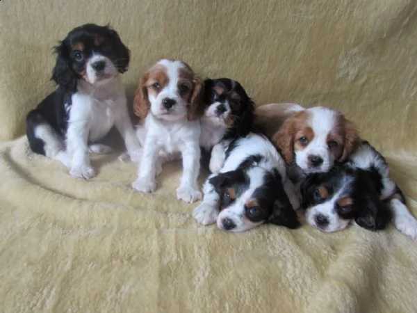 cavalier king cuccioli tenerissimi pieni d'amore