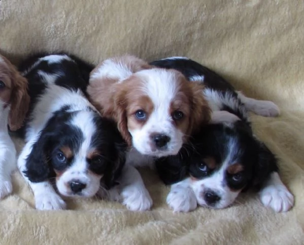 cavalier king cuccioli tenerissimi pieni d'amore | Foto 2