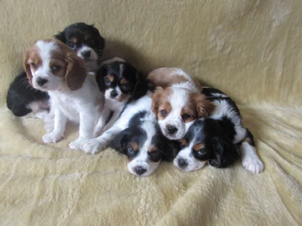 cavalier king cuccioli tenerissimi pieni d'amore | Foto 1