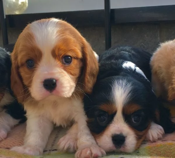 cavalier king cuccioli tenerissimi pieni d'amore | Foto 0