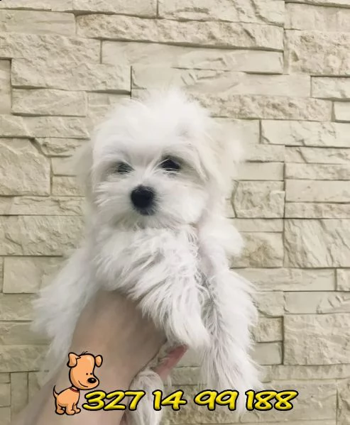 ⭐maltese nano e toy cuccioli per la famiglia⭐