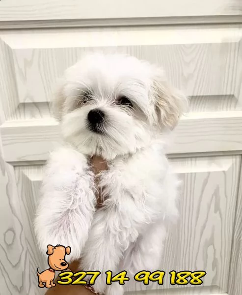 ⭐maltese nano e toy cuccioli per la famiglia⭐ | Foto 3