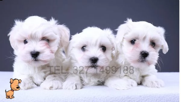 ⭐maltese nano e toy cuccioli per la famiglia⭐ | Foto 2