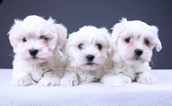 ⭐maltese nano e toy cuccioli per la famiglia⭐ | Foto 1