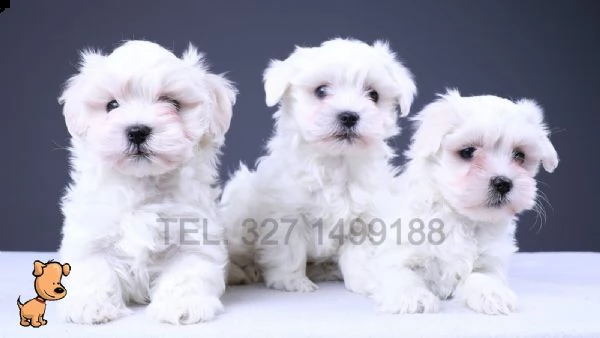 ⭐maltese nano e toy cuccioli per la famiglia⭐ | Foto 0