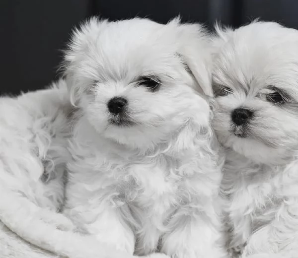 Maltese mini cuccioli