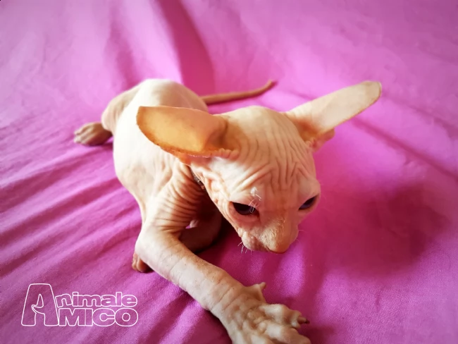 cuccioli sphynx disponibili | Foto 1