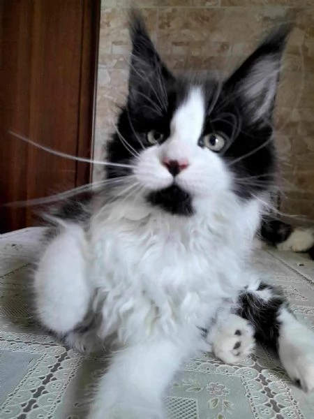 MERAVIGLIOSO CUCCIOLO RAZZA MAINE COON | Foto 0