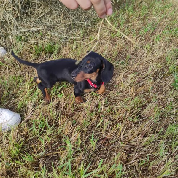 Cuccioli di bassotto nano maschi  | Foto 3