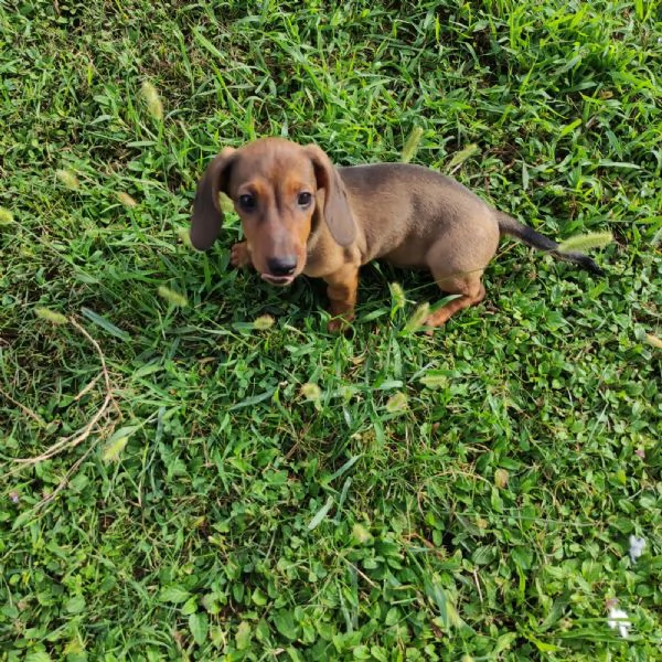 Cuccioli di bassotto nano maschi  | Foto 1