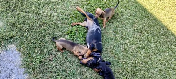 Cuccioli di bassotto nano maschi 