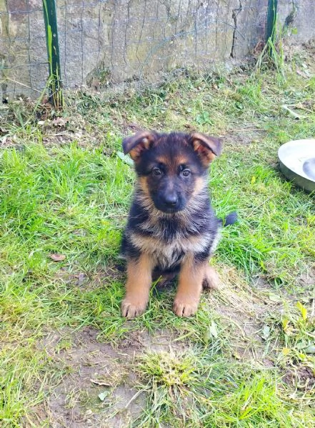 Cuccioli di pastore tedesco  | Foto 2