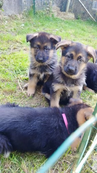 Cuccioli di pastore tedesco  | Foto 1