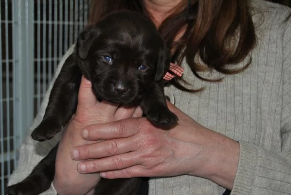 CUCCIOLI LABRADOR NERI E MARRONI | Foto 4