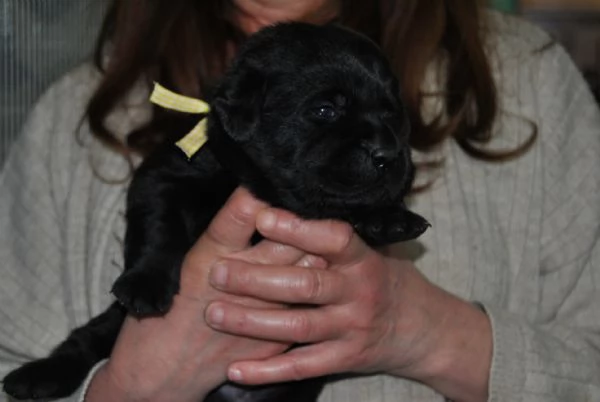 CUCCIOLI LABRADOR NERI E MARRONI | Foto 3