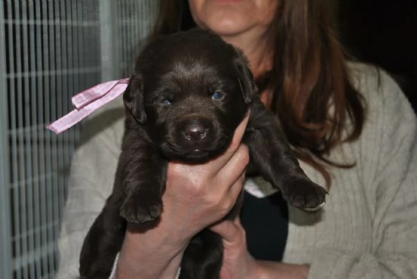 CUCCIOLI LABRADOR NERI E MARRONI | Foto 2