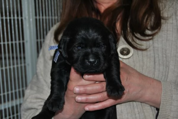 CUCCIOLI LABRADOR NERI E MARRONI | Foto 1