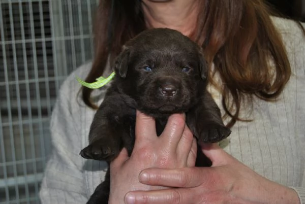 CUCCIOLI LABRADOR NERI E MARRONI