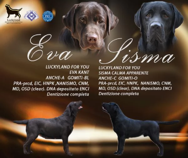 CUCCIOLI LABRADOR NERI E MARRONI | Foto 0