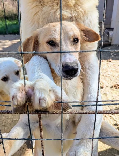 IL PICCOLO MILOS ASPETTA TE | Foto 4