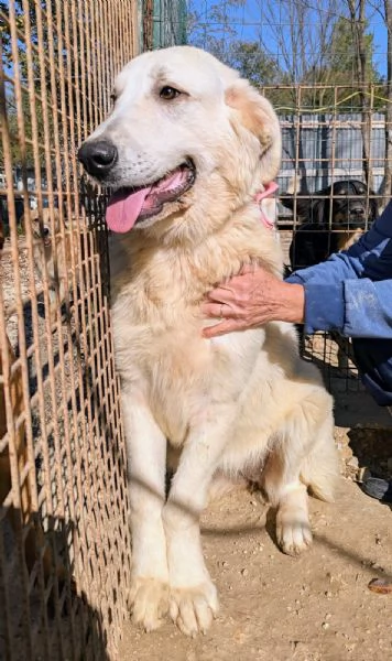 ADOTTA CELESTE, DOLCE CUCCIOLONA | Foto 0