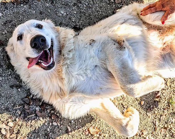 ADOTTA CELESTE, DOLCE CUCCIOLONA