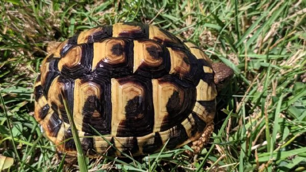 Testudo hermanni | Foto 4