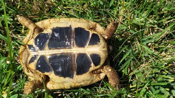 Testudo hermanni | Foto 1