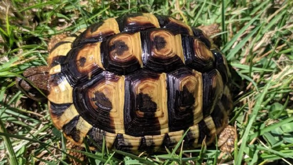 Testudo hermanni | Foto 0