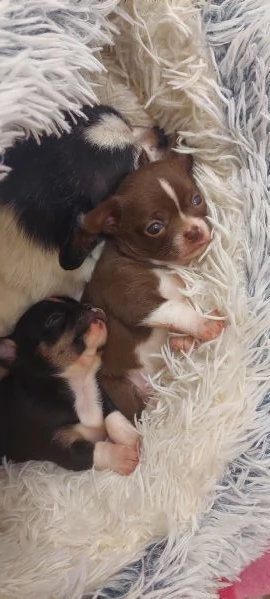 Chihuahua mini boy  , pedigree enci  | Foto 6