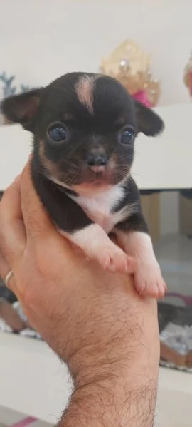 Chihuahua mini boy  , pedigree enci  | Foto 5