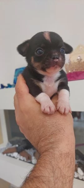 Chihuahua mini boy  , pedigree enci 