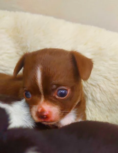 Chihuahua mini boy  , pedigree enci  | Foto 4