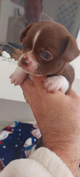 Chihuahua mini boy  , pedigree enci  | Foto 3