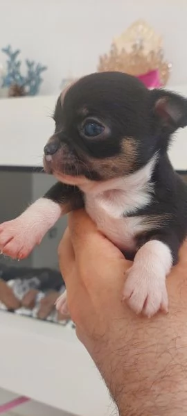 Chihuahua mini boy  , pedigree enci  | Foto 1