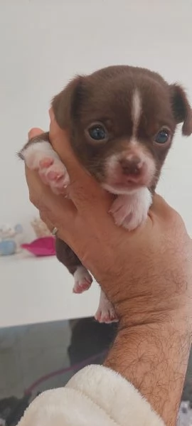 Chihuahua mini boy  , pedigree enci  | Foto 0