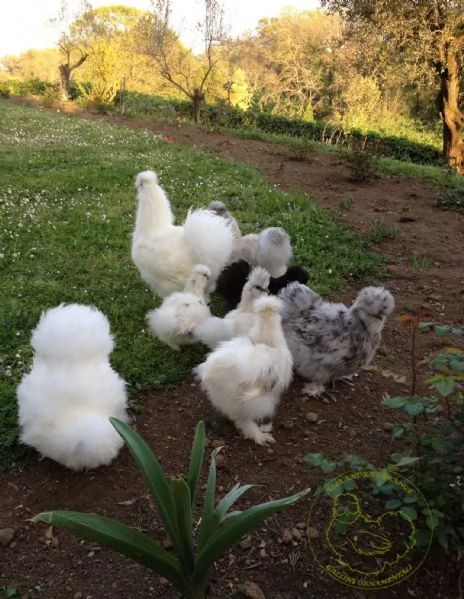 Galline ornamentali Moroseta con barba (nana e grande) | Foto 3