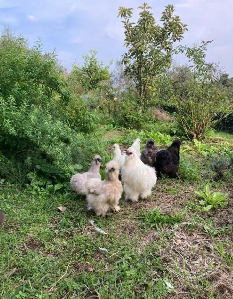 Galline ornamentali Moroseta con barba (nana e grande)