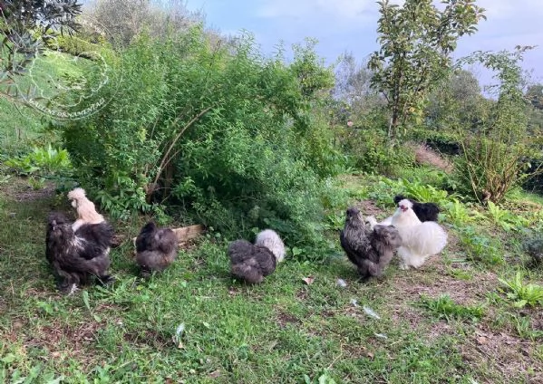 Galline ornamentali Moroseta con barba (nana e grande) | Foto 1