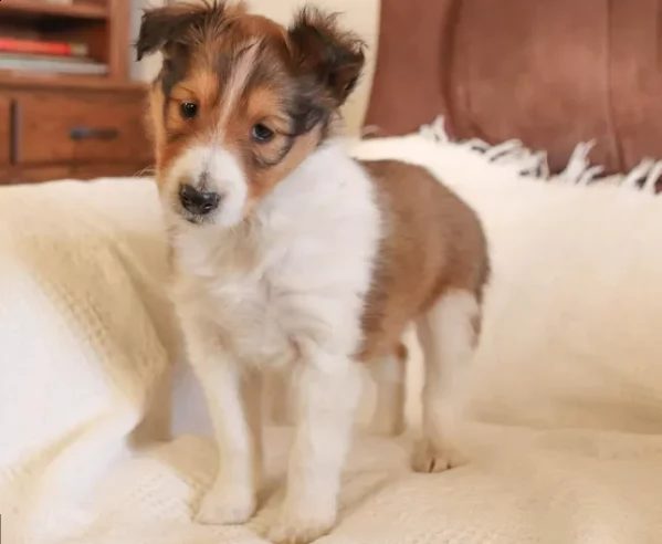 cccioli shetland sheepdog