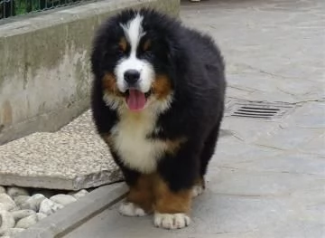 cucciolo bovaro del bernese | Foto 2