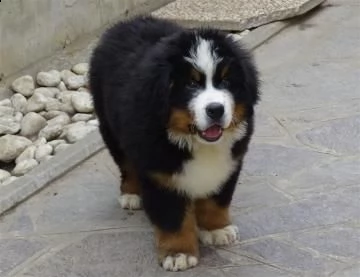 cucciolo bovaro del bernese | Foto 1