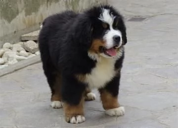 cucciolo bovaro del bernese | Foto 0