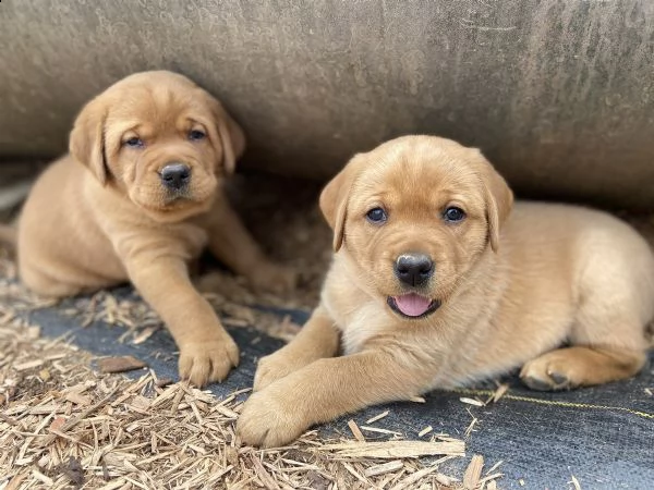 labrador cuccioli miele | Foto 0